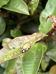 Harmonia testudinaria