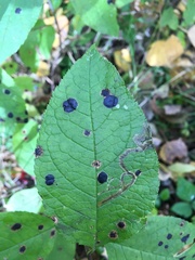 Phytomyza ilicis group