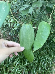 Smilax