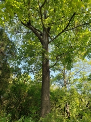 Quercus velutina