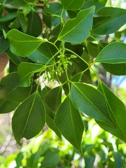 Amyris elemifera
