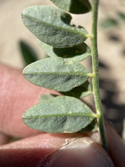 Astragalus lentiginosus