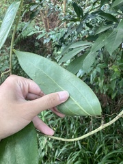 Smilax