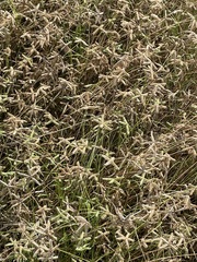 Dactyloctenium aegyptium