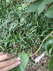 Smilax