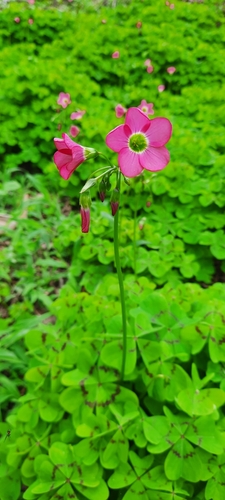 Oxalis tetraphylla