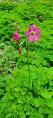 Oxalis tetraphylla