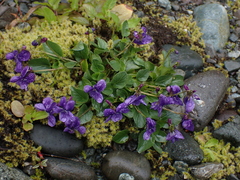 Viola adunca