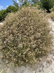Dactyloctenium aegyptium
