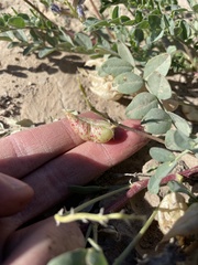 Astragalus lentiginosus