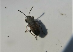 Megalonotus sabulicola