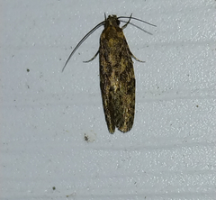 Amydria effrenatella