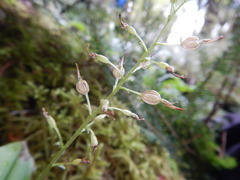 Neottia convallarioides