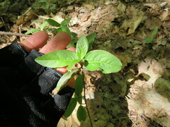Viburnum cassinoides