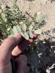 Astragalus lentiginosus
