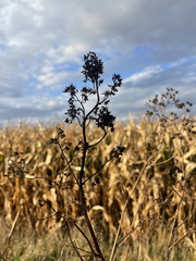 Thalictrum dasycarpum