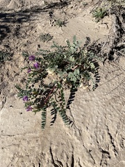 Astragalus lentiginosus