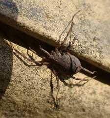 Odiellus spinosus