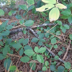 Polygaloides paucifolia