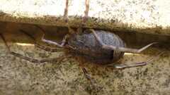 Odiellus spinosus