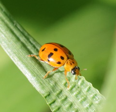 Harmonia octomaculata