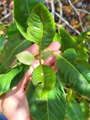 Pisonia albida