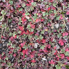 Sibbaldiopsis tridentata