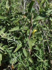 Oenothera elata hookeri