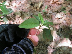 Viburnum cassinoides