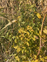 Thalictrum dasycarpum