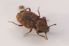 Usechimorpha barberi