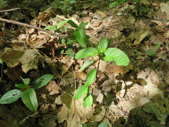 Viburnum cassinoides