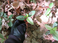 Viburnum cassinoides