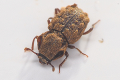 Usechimorpha barberi