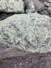 Flavoparmelia baltimorensis