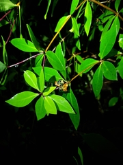 Pittosporum cornifolium