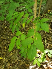 Phellodendron amurense