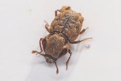 Usechimorpha barberi