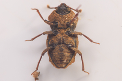 Usechimorpha barberi