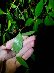 Pittosporum cornifolium