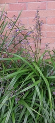 Dianella caerulea