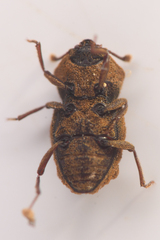 Usechimorpha barberi