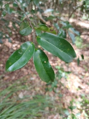 Huberantha nitidissima