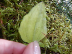 Neottia convallarioides