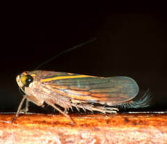 Portaninae