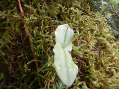 Neottia convallarioides
