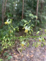 Dianella