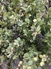 Baptisia