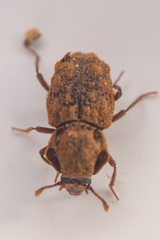 Usechimorpha barberi