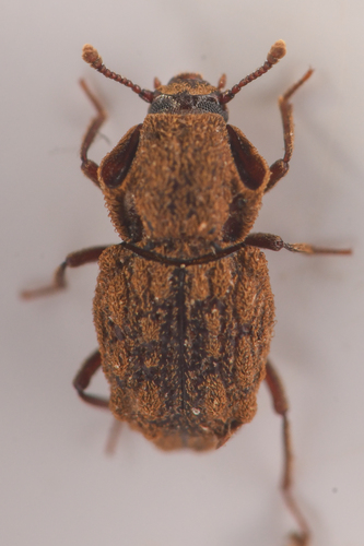 Usechimorpha barberi